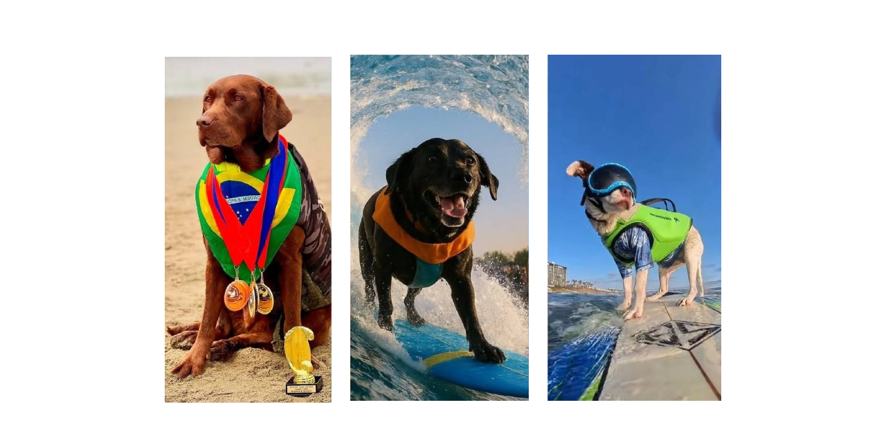 Dog Surfing Championship